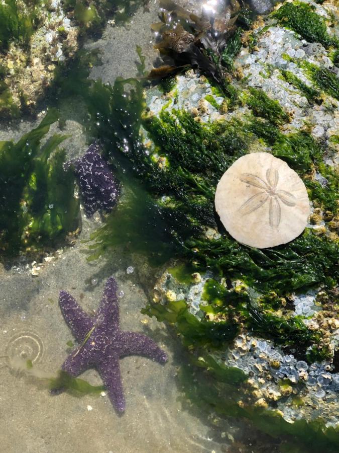 Kye Bay Bnb - A Place To Breathe Comox Esterno foto