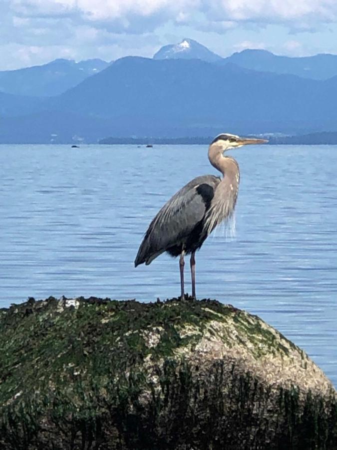 Kye Bay Bnb - A Place To Breathe Comox Esterno foto
